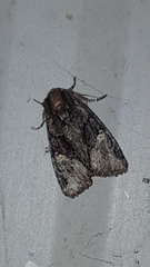 Phosphila turbulenta