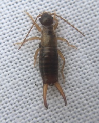 Apterygida albipennis