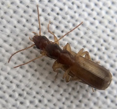 Paradromius linearis