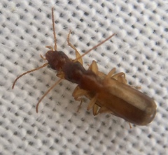 Paradromius linearis