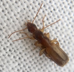 Paradromius linearis