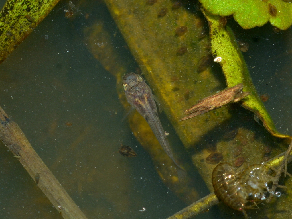 Molly (Poecilia vivipara)