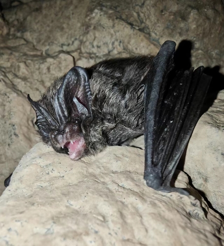 Beijing Barbastelle (Barbastella beijingensis) — Data Deficient Mammalia