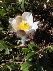 Pulsatilla vernalis