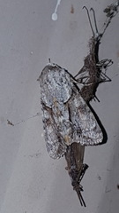 Achatia distincta