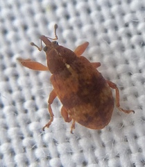 Anthonomus pedicularius