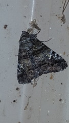 Metria amella