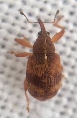 Anthonomus pedicularius