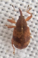 Anthonomus pedicularius