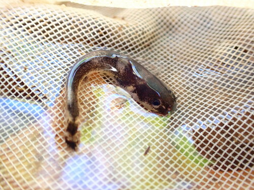 Least madtom (Noturus hildebrandi) — Ictaluridae — 5