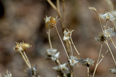 Menodora scabra