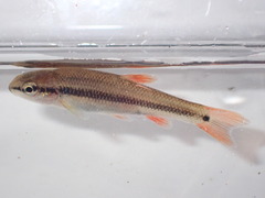 Redtail Chub photo 5