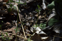 Galium proliferum