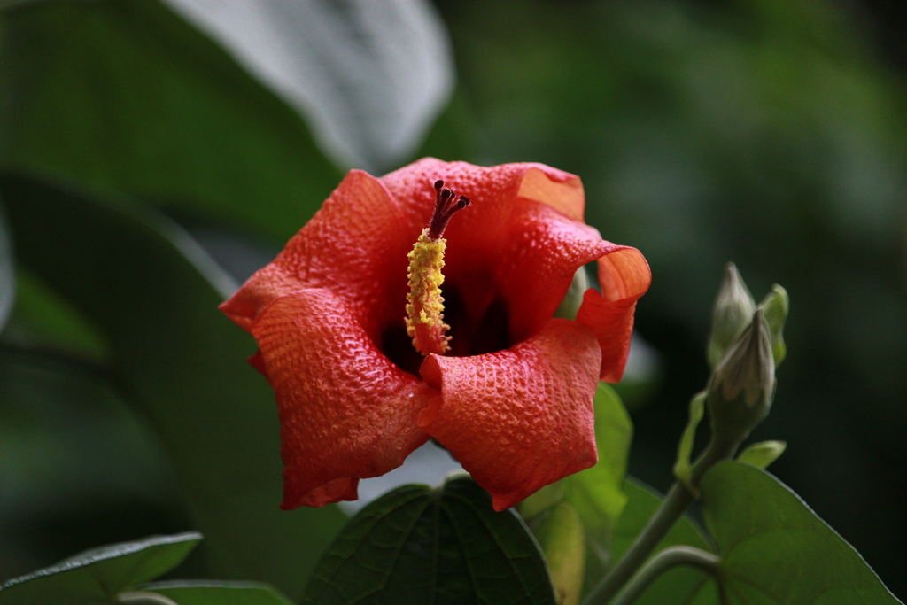 Hibiscus elatus