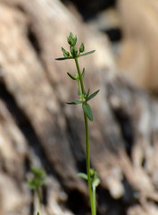 Galium proliferum