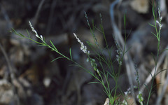 Polygala scoparioides