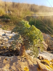 Seseli gummiferum