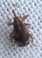 Anthonomus pedicularius