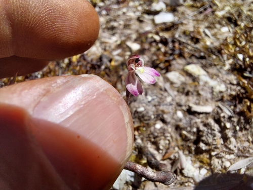 Image of Caladenia pusilla by (c) Brendan Costello, some rights reserved (CC BY)