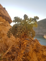 Seseli gummiferum