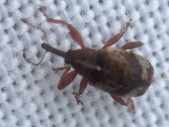 Anthonomus pedicularius