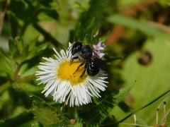 Osmia chalybea