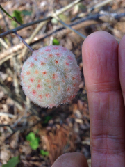 Callirhytis seminator