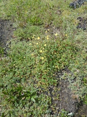 Potentilla vulcanicola