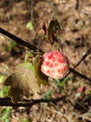 Callirhytis seminator
