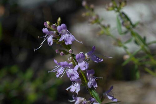 spotless balm (Dicerandra immaculata)