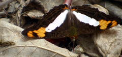 Adelpha phylaca
