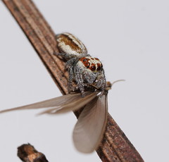 Opisthoncus abnormis