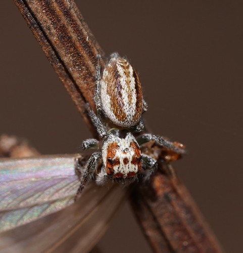 Opisthoncus Abnormis (Arachnids Of Casey, VIC, AU) · INaturalist