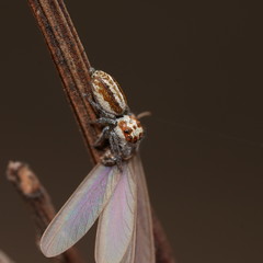 Opisthoncus abnormis