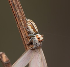 Opisthoncus abnormis