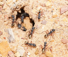 Camponotus suffusus