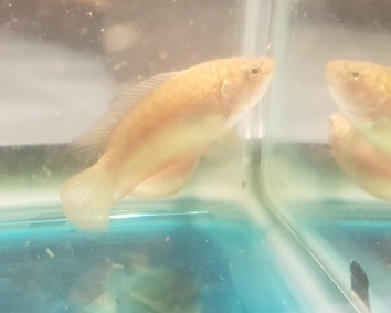 Round-tailed Paradisefish