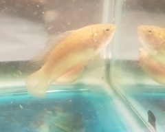 Round-Tailed Paradisefish photo 4
