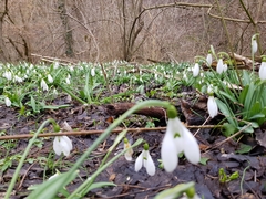 Galanthus plicatus