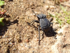 Microschatia inaequalis