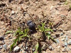 Microschatia inaequalis