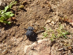 Microschatia inaequalis