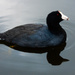 American Coot - Photo (c) Alberto G. Nadal, some rights reserved (CC BY-NC), uploaded by Alberto G. Nadal