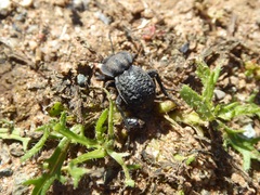 Microschatia inaequalis