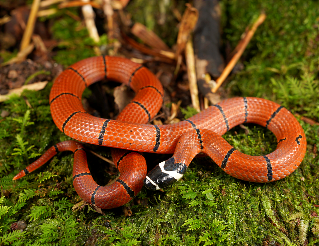 Kellog's Coral Snake