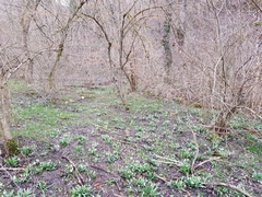 Galanthus plicatus