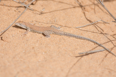 Acanthodactylus dumerilii