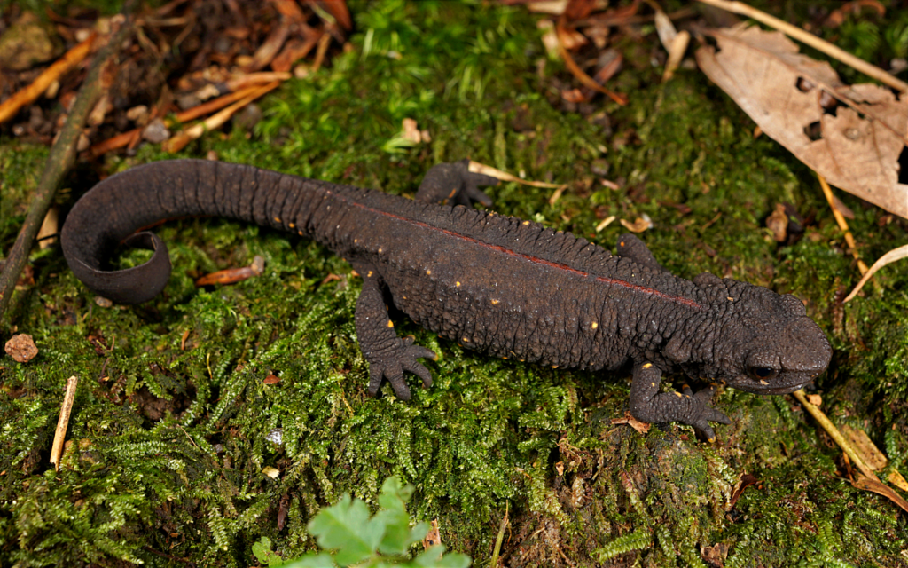 Fujian Warty Newt
