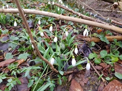 Galanthus plicatus