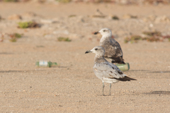 Ichthyaetus audouinii